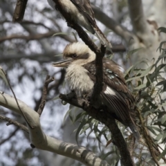 Dacelo novaeguineae at Canberra Central, ACT - 3 Aug 2018