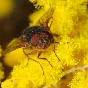 Calliphora stygia at Bruce, ACT - 2 Sep 2018