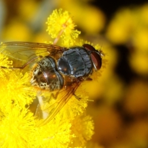 Calliphora stygia at Bruce, ACT - 2 Sep 2018