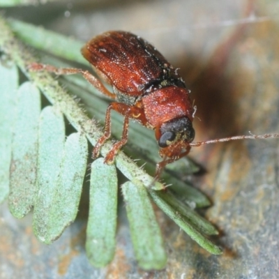 Cryptocephalinae (sub-family) (A case-bearing leaf beetle) at Bruce Ridge to Gossan Hill - 2 Sep 2018 by Harrisi