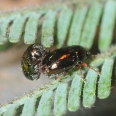 Ditropidus sp. (genus) at Bruce, ACT - 2 Sep 2018 07:57 PM