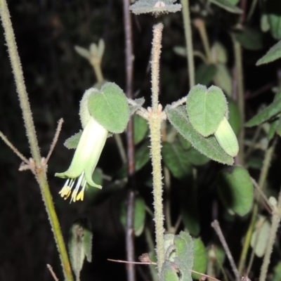 Correa reflexa var. reflexa (Common Correa, Native Fuchsia) at Greenway, ACT - 18 Oct 2015 by MichaelBedingfield