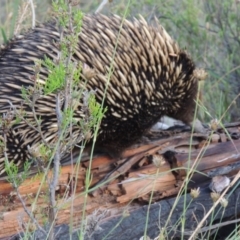 Tachyglossus aculeatus (Short-beaked Echidna) at Pine Island to Point Hut - 14 Dec 2014 by michaelb