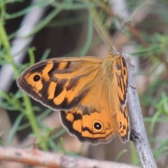 Heteronympha merope (Common Brown Butterfly) at Pine Island to Point Hut - 14 Dec 2014 by michaelb