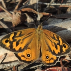 Heteronympha merope (Common Brown Butterfly) at Pine Island to Point Hut - 11 Dec 2014 by MichaelBedingfield