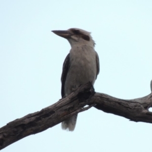 Dacelo novaeguineae at Tharwa, ACT - 2 Sep 2018