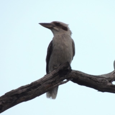 Dacelo novaeguineae (Laughing Kookaburra) at Point Hut to Tharwa - 2 Sep 2018 by michaelb