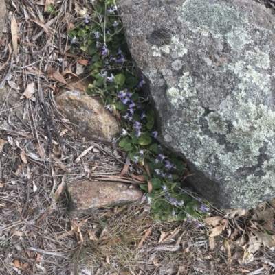 Viola odorata (Sweet Violet, Common Violet) at Griffith Woodland - 3 Sep 2018 by ianandlibby1