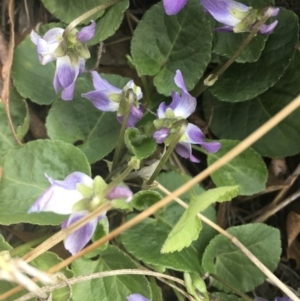 Viola odorata at Griffith, ACT - 3 Sep 2018 11:49 AM