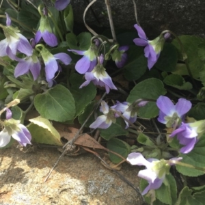 Viola odorata at Griffith, ACT - 3 Sep 2018