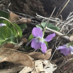 Viola odorata at Griffith, ACT - 3 Sep 2018 11:49 AM