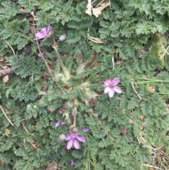 Erodium cicutarium (Common Storksbill, Common Crowfoot) at Griffith Woodland - 3 Sep 2018 by ianandlibby1