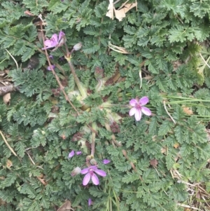 Erodium cicutarium at Griffith, ACT - 3 Sep 2018 11:51 AM