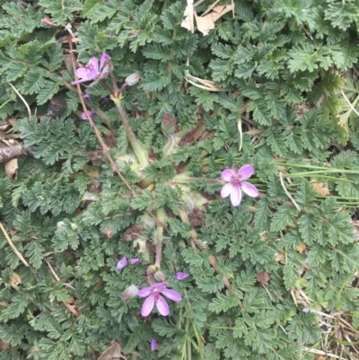 Erodium cicutarium (Common Storksbill, Common Crowfoot) at Griffith Woodland - 3 Sep 2018 by ianandlibby1