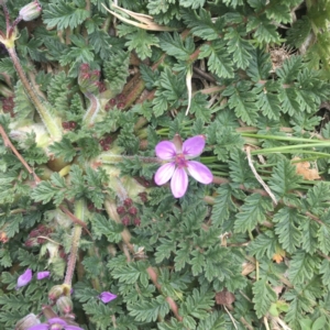 Erodium cicutarium at Griffith, ACT - 3 Sep 2018 11:51 AM