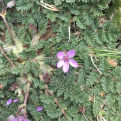 Erodium cicutarium at Griffith, ACT - 3 Sep 2018