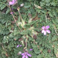 Erodium cicutarium at Griffith, ACT - 3 Sep 2018 11:51 AM