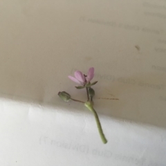 Erodium cicutarium at Griffith, ACT - 3 Sep 2018