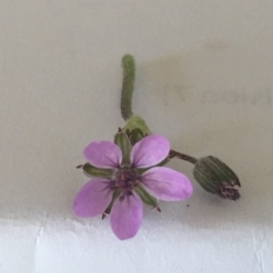 Erodium cicutarium at Griffith, ACT - 3 Sep 2018