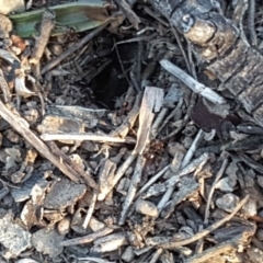 Papyrius nitidus (Shining Coconut Ant) at O'Malley, ACT - 3 Sep 2018 by Mike