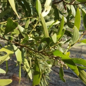 Acacia melanoxylon at O'Malley, ACT - 3 Sep 2018