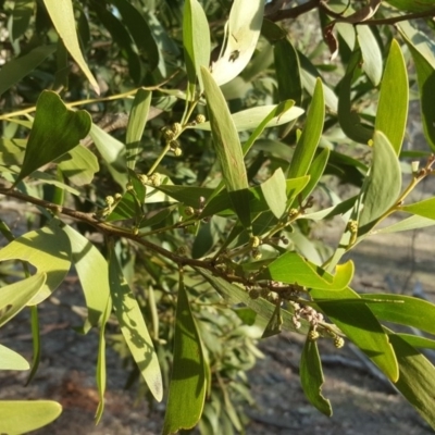 Acacia melanoxylon (Blackwood) at Mount Mugga Mugga - 3 Sep 2018 by Mike