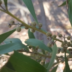 Acacia melanoxylon at O'Malley, ACT - 3 Sep 2018