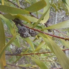 Hakea salicifolia (Willow-leaved Hakea) at O'Malley, ACT - 3 Sep 2018 by Mike