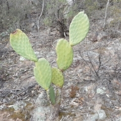 Opuntia ficus-indica (Indian Fig, Spineless Cactus) at Scrivener Hill - 3 Sep 2018 by Mike