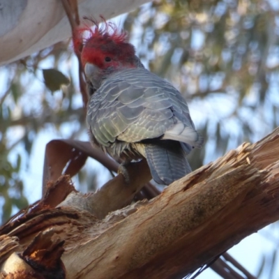 Callocephalon fimbriatum (Gang-gang Cockatoo) at Red Hill to Yarralumla Creek - 3 Sep 2018 by JackyF