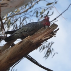 Callocephalon fimbriatum at Hughes, ACT - 3 Sep 2018