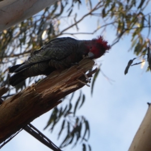 Callocephalon fimbriatum at Hughes, ACT - 3 Sep 2018