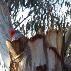 Callocephalon fimbriatum (Gang-gang Cockatoo) at Red Hill Nature Reserve - 3 Sep 2018 by JackyF