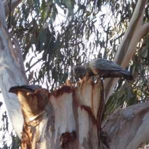 Callocephalon fimbriatum at Hughes, ACT - 3 Sep 2018