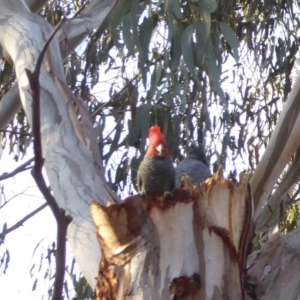 Callocephalon fimbriatum at Hughes, ACT - 3 Sep 2018