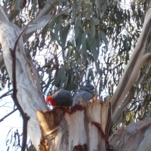 Callocephalon fimbriatum at Hughes, ACT - 3 Sep 2018