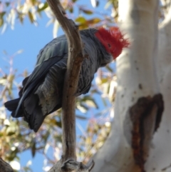 Callocephalon fimbriatum (Gang-gang Cockatoo) at Red Hill to Yarralumla Creek - 3 Sep 2018 by JackyF