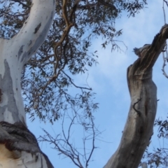 Callocephalon fimbriatum at Hughes, ACT - 3 Sep 2018