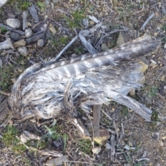 Podargus strigoides (Tawny Frogmouth) at Red Hill Nature Reserve - 3 Sep 2018 by JackyF