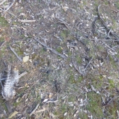 Podargus strigoides at Hughes, ACT - 3 Sep 2018