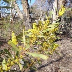 Acacia rubida (Red-stemmed Wattle, Red-leaved Wattle) at Red Hill Nature Reserve - 2 Sep 2018 by JackyF