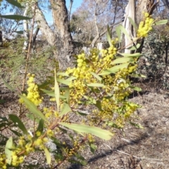 Acacia rubida (Red-stemmed Wattle, Red-leaved Wattle) at Deakin, ACT - 2 Sep 2018 by JackyF