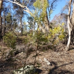 Acacia rubida at Deakin, ACT - 2 Sep 2018