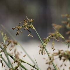 Schoenoplectus validus (River Club-rush) at Michelago, NSW - 10 Feb 2014 by Illilanga