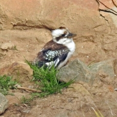 Dacelo novaeguineae (Laughing Kookaburra) at National Zoo and Aquarium - 3 Sep 2018 by RodDeb