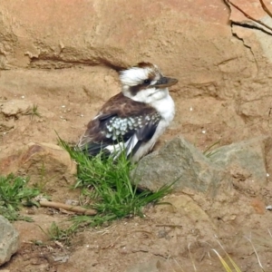 Dacelo novaeguineae at Molonglo Valley, ACT - 3 Sep 2018 10:57 AM