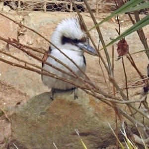 Dacelo novaeguineae at Molonglo Valley, ACT - 3 Sep 2018 10:57 AM