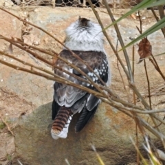 Dacelo novaeguineae at Molonglo Valley, ACT - 3 Sep 2018