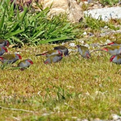 Neochmia temporalis (Red-browed Finch) at Molonglo Valley, ACT - 3 Sep 2018 by RodDeb