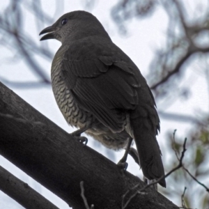 Ptilonorhynchus violaceus at Canberra Central, ACT - 3 Sep 2018